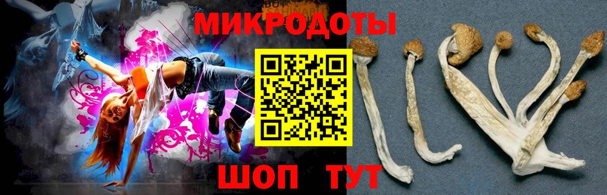 Псилоцибиновые грибы Psilocybe Владикавказ